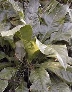 (Anthurium crassinervium)