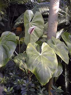 (Anthurium nymphaeifolium)