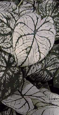Fancy-leafed Caladium(Caladium bicolor)