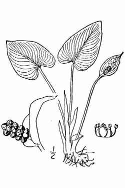 Bog Arum(Calla palustris)