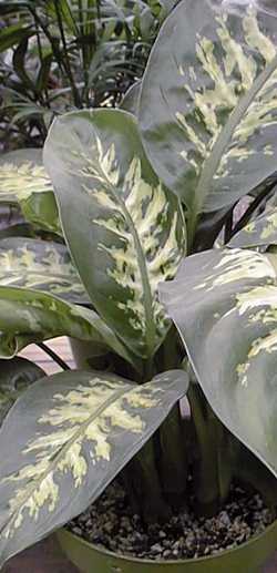 Dumb Cane(Dieffenbachia 'Alfredo')