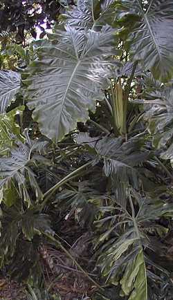 (Philodendron 'Evansii')