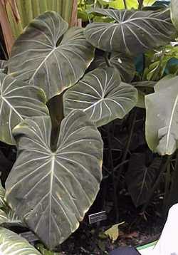 (Philodendron gloriosum)