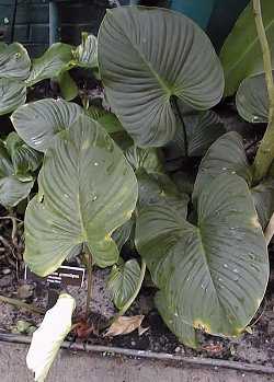 (Philodendron grandipes)