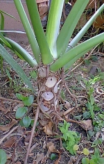 Split Leaf Philodendron, Cut-leaf philodendron(Philodendron selloum)