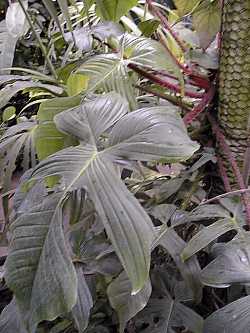 (Philodendron squamiferum)