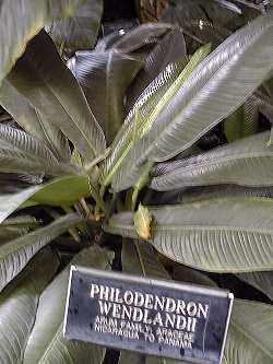 (Philodendron wendlandii)