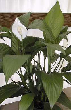 Spathiphyllum(Spathiphyllum wallisi)