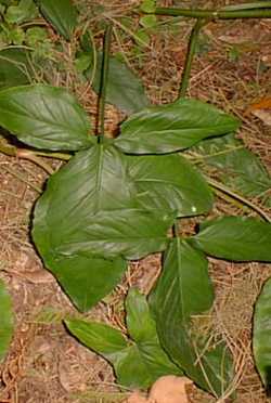 Nephthytis, African evergreen, Arrowhead Vine(Syngonium podophyllum)