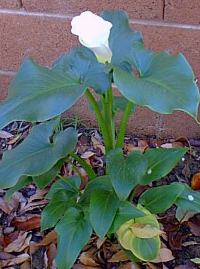 Common Calla(Zantedeschia aethiopica)