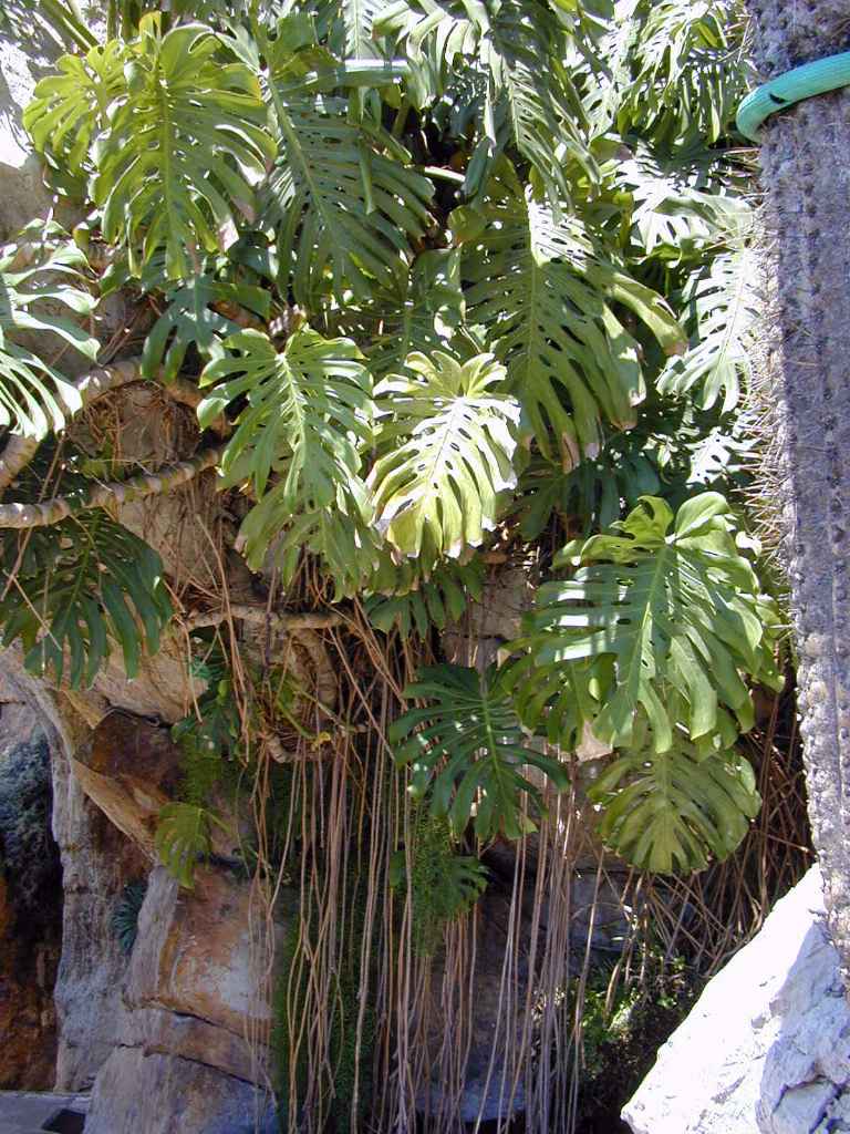 monstera philodendron temperature araceae