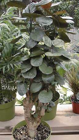 Shield Aralia, Plum Aralia(Polyscias scutellaria)