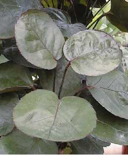 Shield Aralia, Plum Aralia(Polyscias scutellaria)