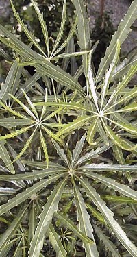 Aralia(Schefflera elegantissima)