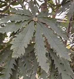 Aralia(Schefflera elegantissima)