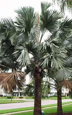 Bismarck Palm(Bismarckia nobilis)