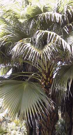 San Jose Hesper Palm(Brahea brandegeei)
