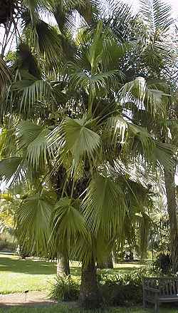 Guadalupe Palm, Palmera de Guadalupe(Brahea edulis)