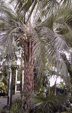 Pindo Palm, Jelly Palm(Butia capitata)