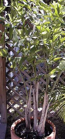 Fishtail Palm(Caryota mitis)