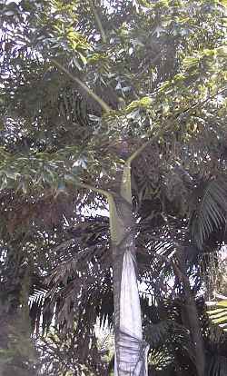 Chinese fishtail palm(Caryota ochlandra)