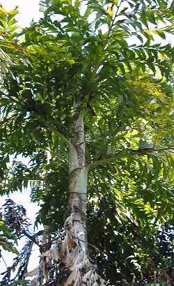 Wine Palm, Solitary Fishtail Palm, Toddy Palm(Caryota urens)