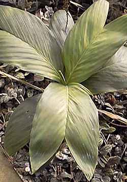 Necklace Palm(Chamaedorea geonomiformis)