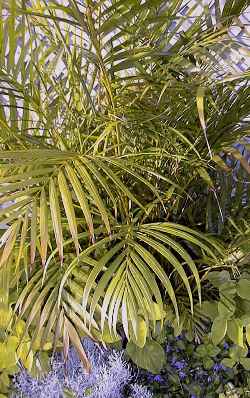 Golden Butterfly Palm, Areca Palm, Cane Palm(Dypsis lutescens)