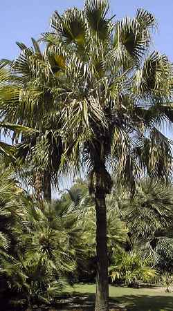 Australian Fan Palm(Livistona australis)