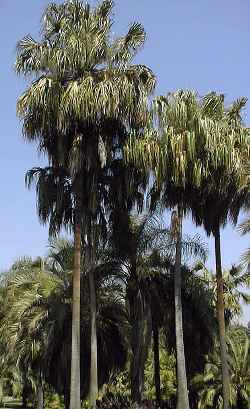 Australian Fan Palm(Livistona australis)
