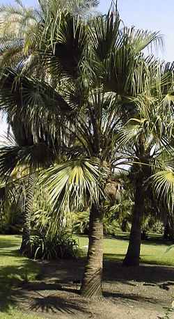 Chinese  Fan Palm(Livistona chinensis)