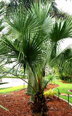 Central Australian Fan palm(Livistona mariae)