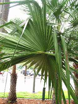 Central Australian Fan palm(Livistona mariae)