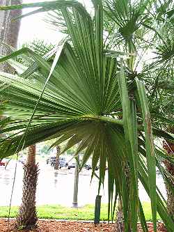 Central Australian Fan palm(Livistona mariae)
