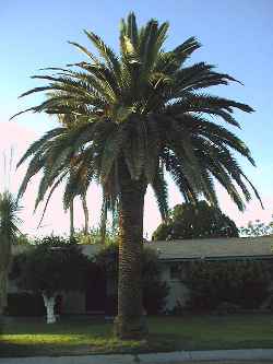 Canary Islands Date Palm(Phoenix canariensis)