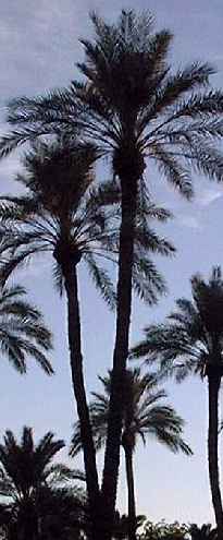 Date Palm(Phoenix dactylifera)