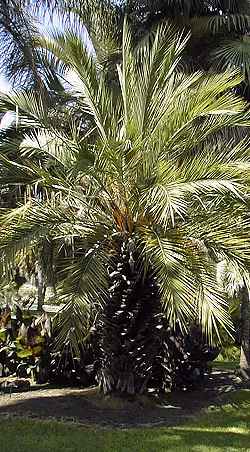 Miniature Date Palm(Phoenix humilis)