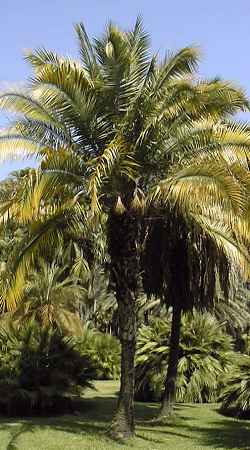 Cliff Date Palm, Indian date palm(Phoenix rupicola)