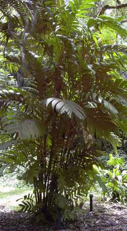 Ivory Cane Palm(Pinanga kuhlii)
