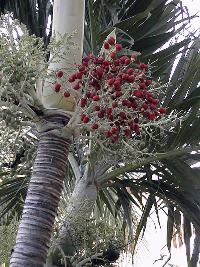 Macarthur Palm(Ptychosperma macarthuri)