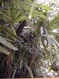 Lady Palm(Rhapis excelsa)