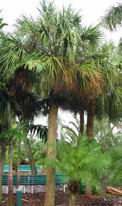 Palmetto(Sabal palmetto)