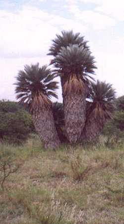 Campestre palm(Trithrinax campestris)