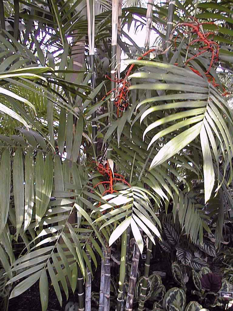 Tepejilote Palm, Pacaya Palm (Chamaedorea tepejilote)