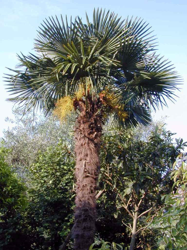 Windmill Palm, Chusan Palm (Trachycarpus fortunei)
