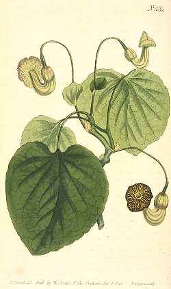 Dutchman's Pipe(Aristolochia macrophylla)