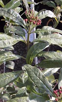 Tropical Milkweed, Blood Flower(Asclepias curassavica)