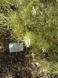 Threadleaf Milkweed, Pineleaf Milkweed(Asclepias linaria)