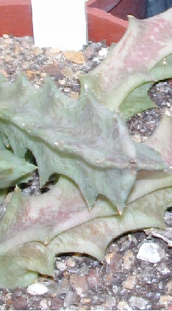 (Orbeopsis melanantha)