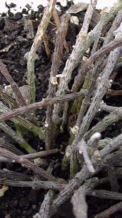(Cynanchum marnieranum)